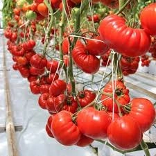 Domates Yetiştiriciliği