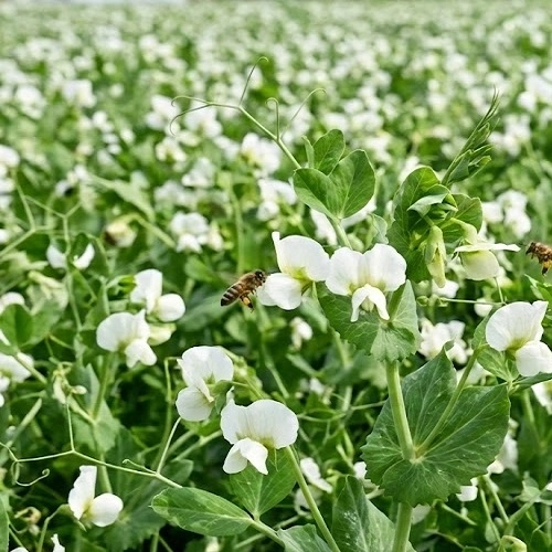 Taşkent Yem Bezelyesi