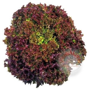 Green South Kırmızı Kıvırcık (Lollo Rosso) Marul Tohumu 2 gr - Dekoratif ve Lezzetli
