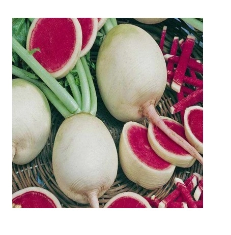 Green South İçi Kırmızı Çin Turpu (Karpuz Turp) Tohumu 5 gr - Dekoratif ve Tatlı