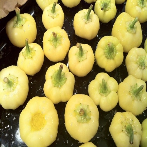 Paşa Tohum Misya Biberiye (Süs Biberi) Tohumu 10 gr