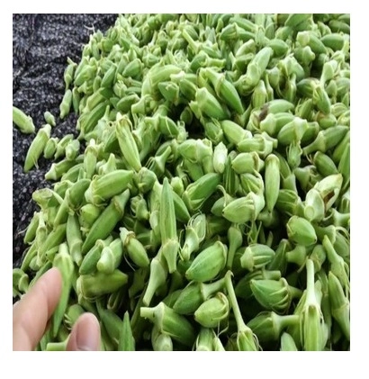 Green South Japon Bamya Tohumu - Dikensiz ve Etli (Kılçıksız)