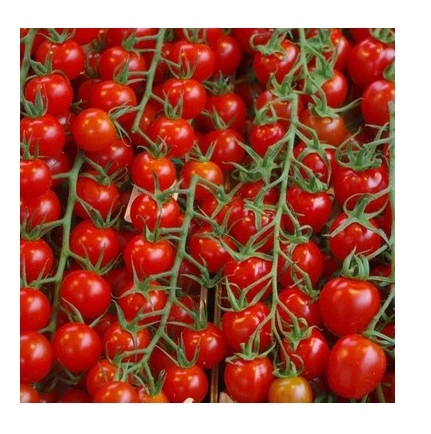 Green South Çeri (Kiraz) Domates Tohumu 100 Adet - Salkım ve Tatlı (Hobi Paketi)