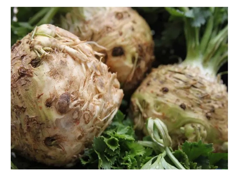 Sunagri Kök Kereviz Tohumu 5 gr - İri Başlı, Beyaz Etli ve Aromatik