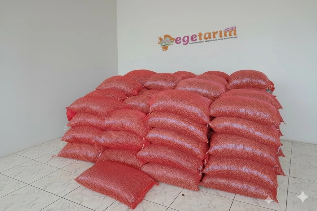 3 Numara Kıska Arpacık Soğan Tohumu (Yemeklik Kuru Soğan İçin İdeal Boy)