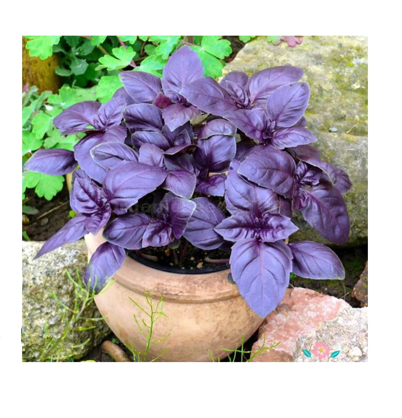Mor Reyhan (Ocimum basilicum) Tohumu - Şerbetlik Kokulu Fesleğen
