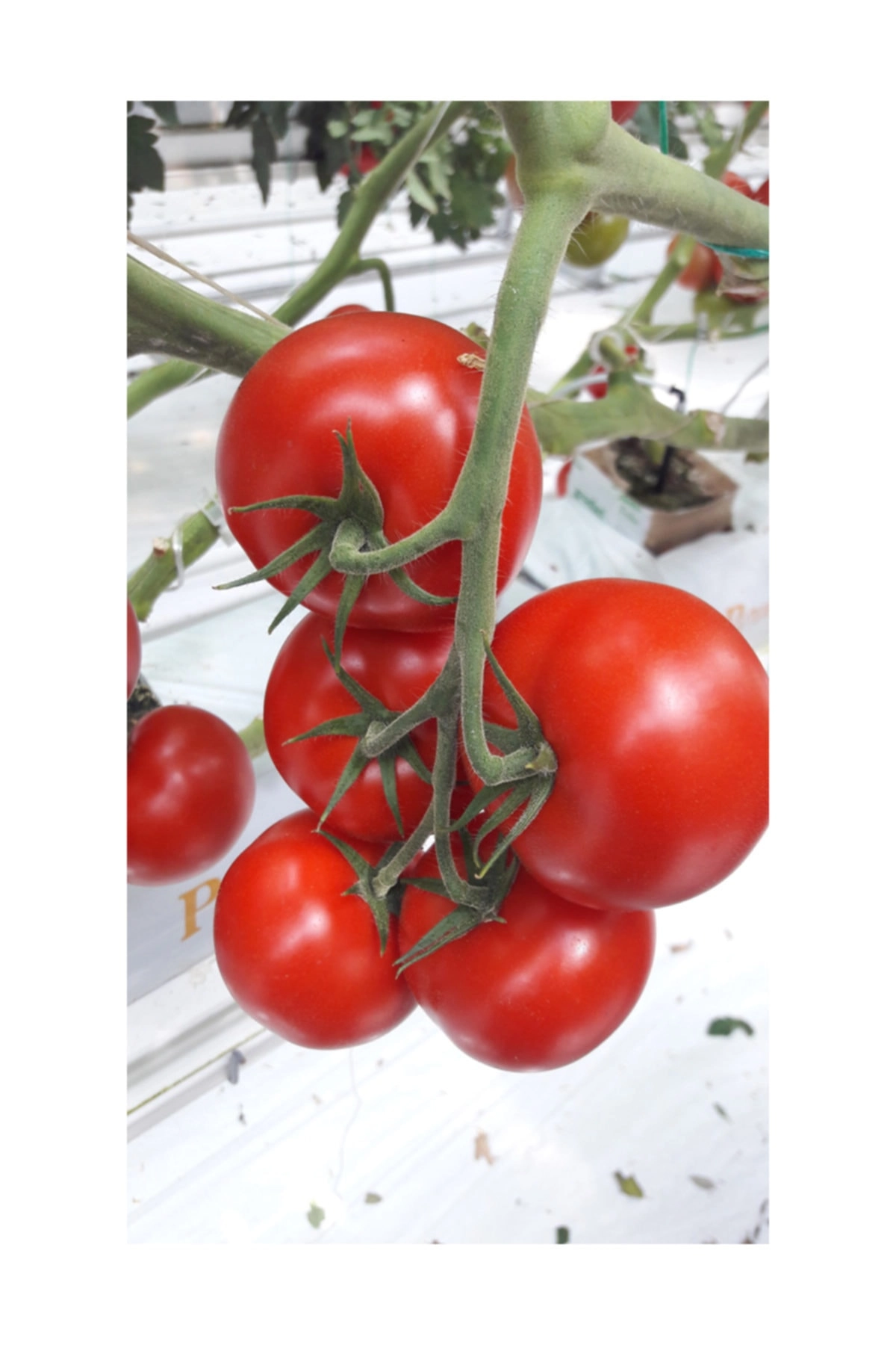 Green South Çeri (Kiraz) Domates Tohumu 100 Adet - Salkım ve Tatlı (Hobi Paketi)