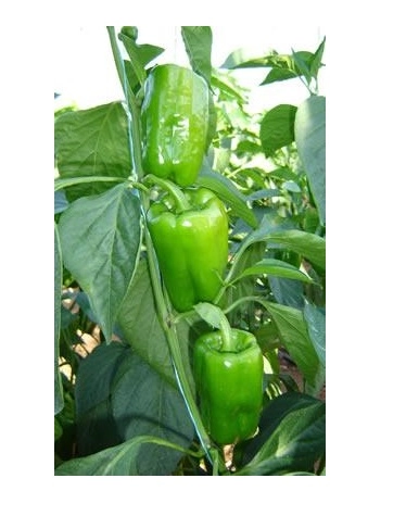 Green South Kandil Dolma Biber Tohumu 5 gr - İnce Kabuklu ve Lezzetli