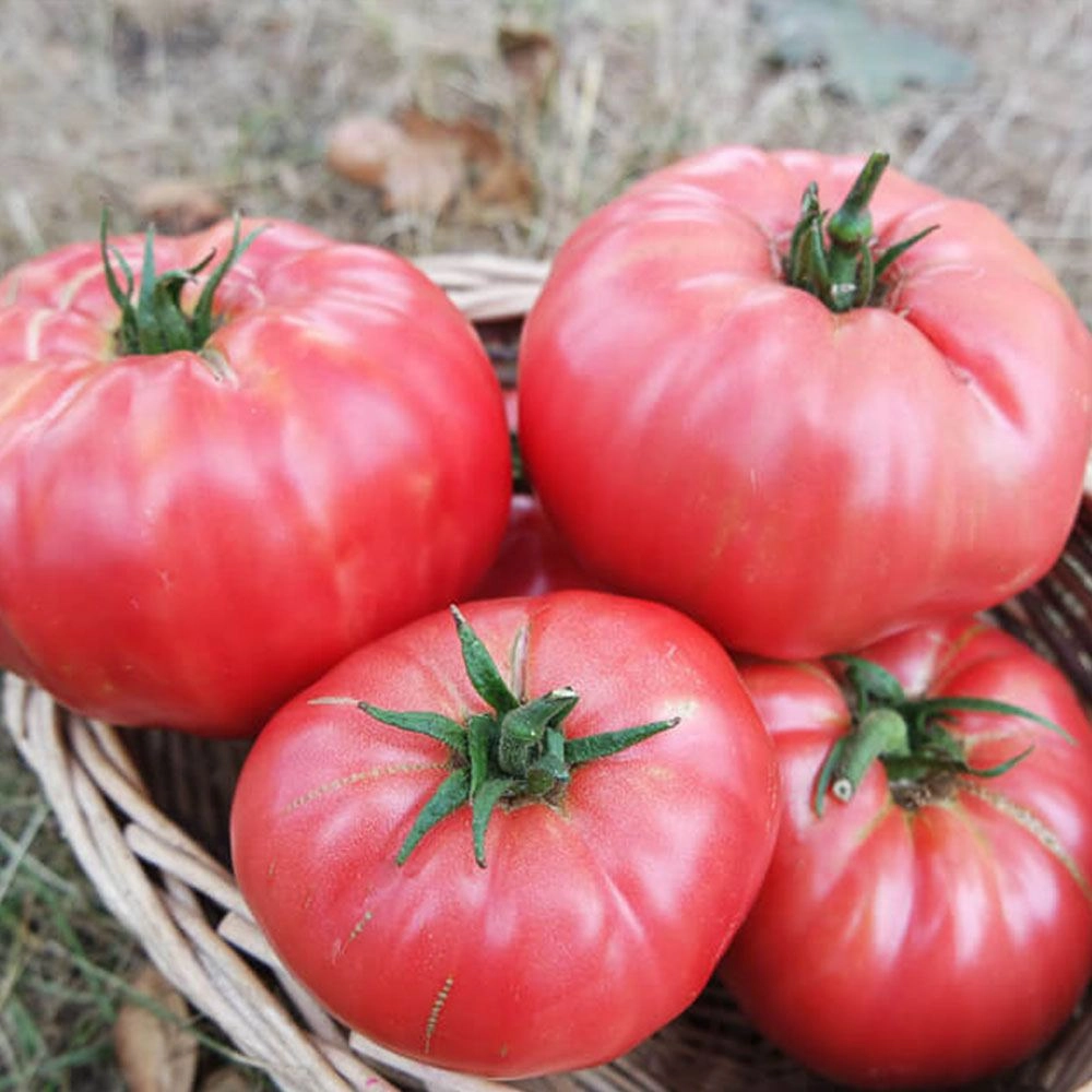 Pembe Köy Domatesi Tohumu