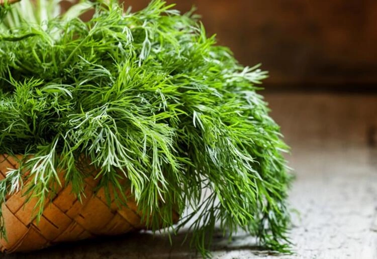 Green South Dereotu Tohumu 5 gr - Bol Yapraklı ve Aromatik