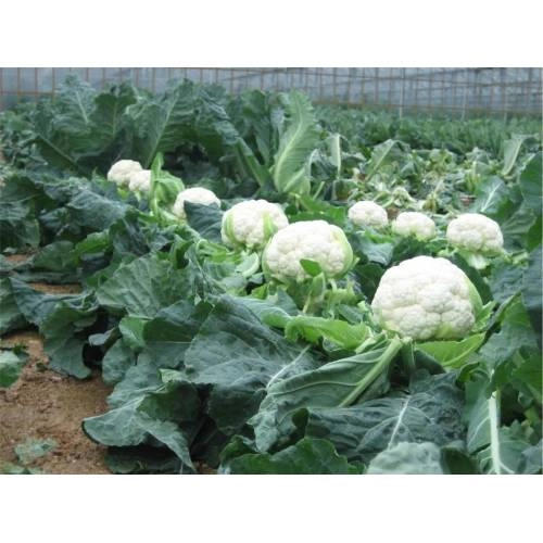 Green South Beyaz Karnabahar Tohumu 100 Adet - Sıkı Başlı ve Lezzetli (Hobi Paketi)