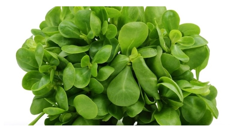 Green South Geniş Yapraklı Semizotu Tohumu 5 gr 