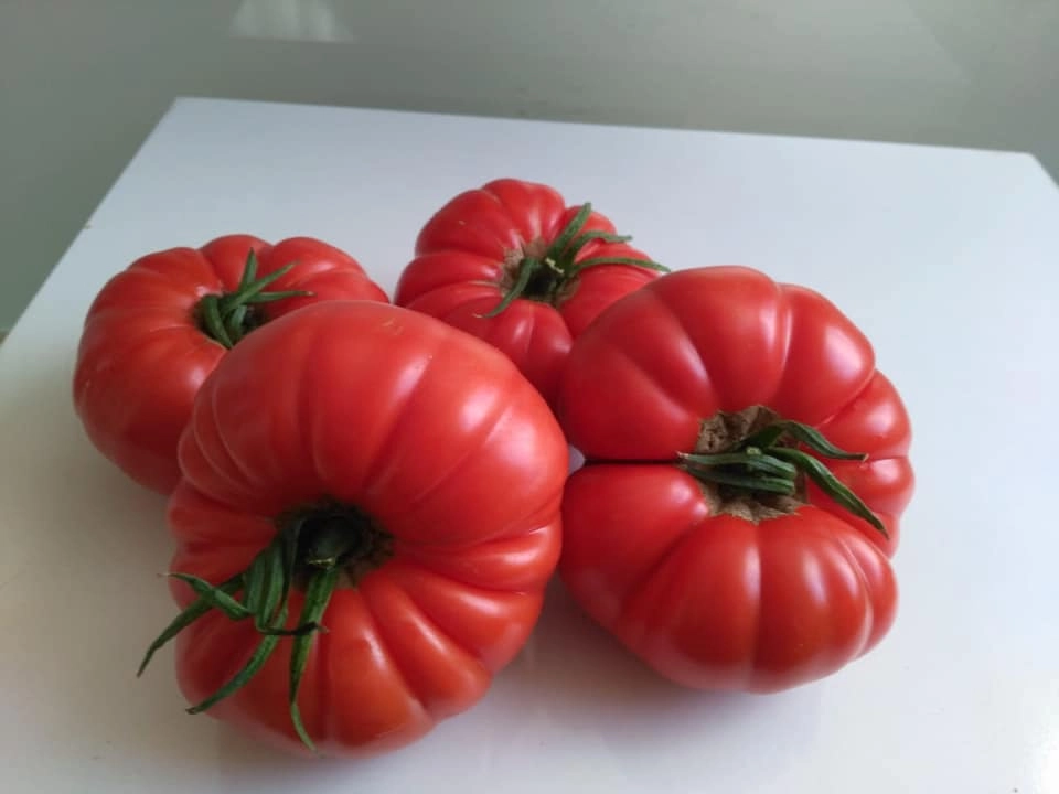 Green South Antep Köy Domatesi Tohumu 100 Adet - İri Dilimli ve Kokulu (Hobi Paketi)