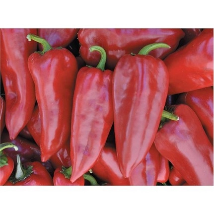 Akgen Firuze Kapya (Yağlık) Biber Tohumu 5 gr - Kırmızı ve Etli