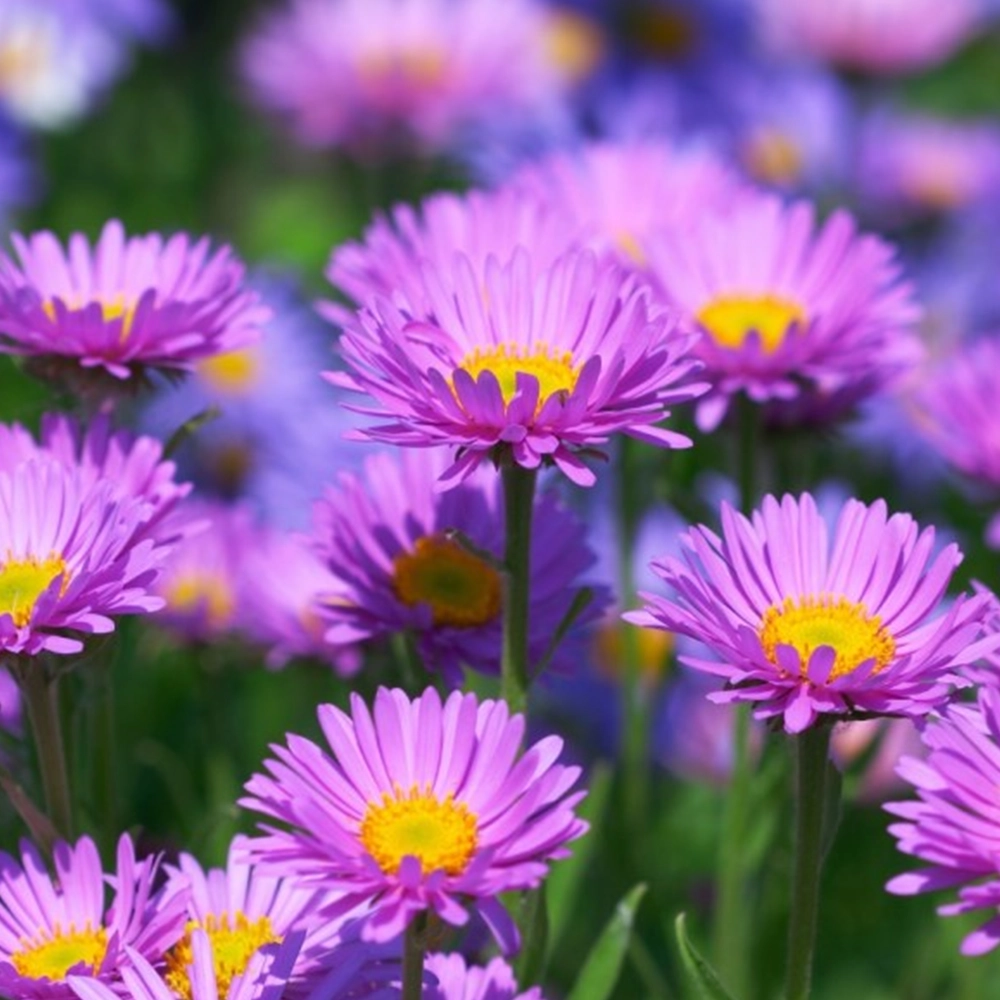 Aster Çiçeği Tohumu (Yıldızpatı - Kesme Çiçek)