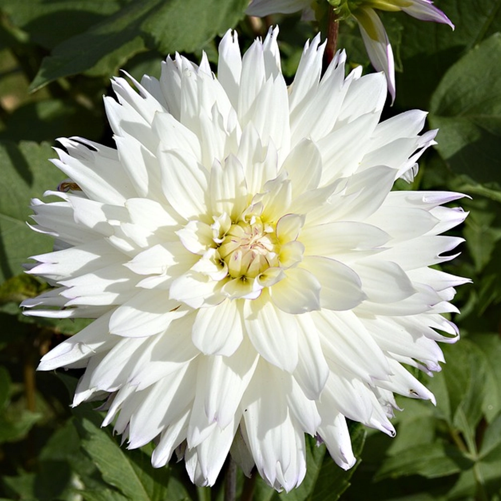 Dahlia Yıldız Çiçeği Tohumu (Yumrulu - Katmerli)