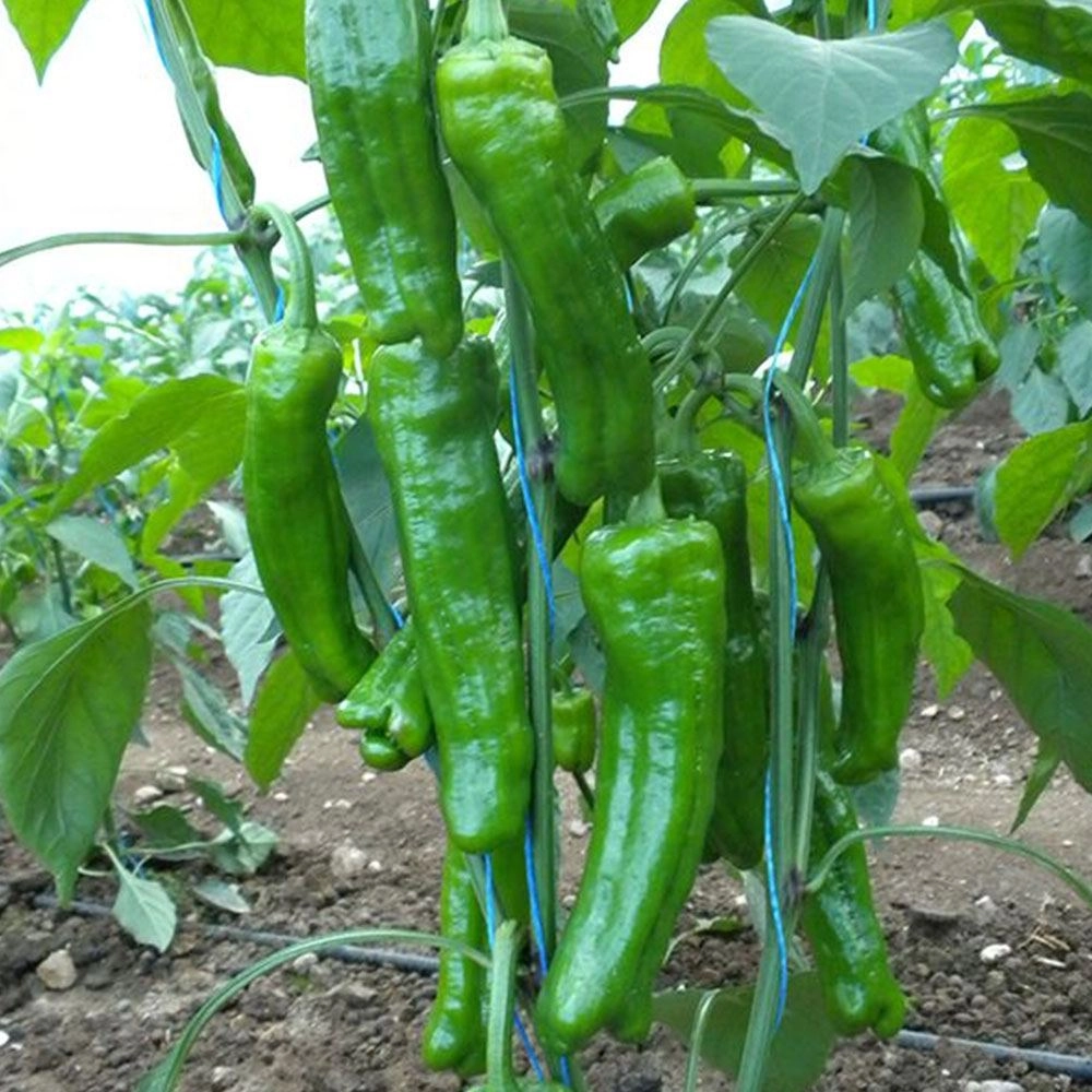Mazamort Üçburun Biber Tohumu (Köy Tipi - Tatlı)