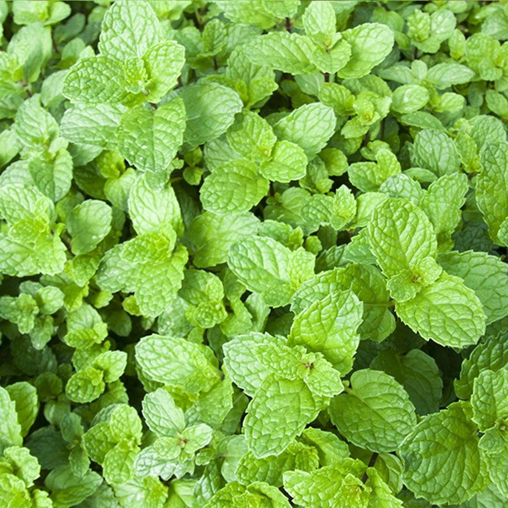 Nane Tohumu (Tıbbi Aromatik - Çok Yıllık)