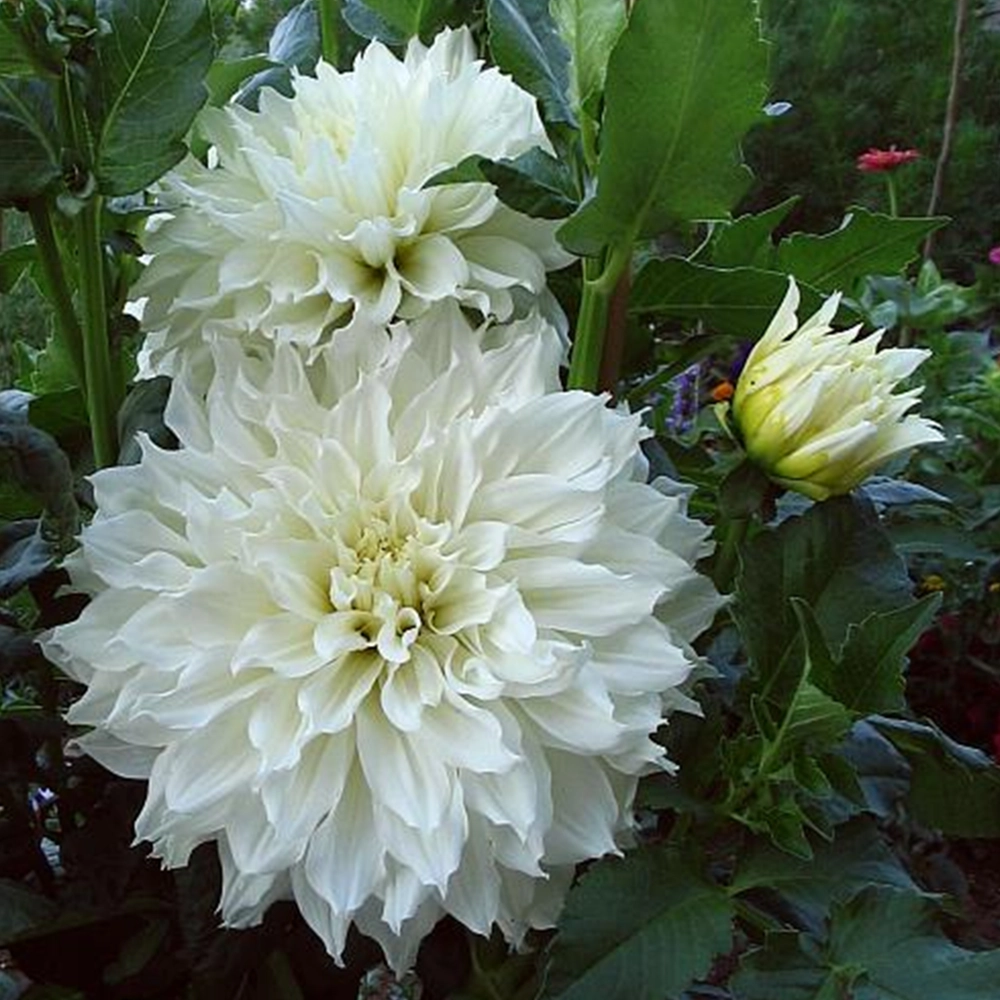 Dahlia Yıldız Çiçeği Tohumu (Yumrulu - Katmerli)