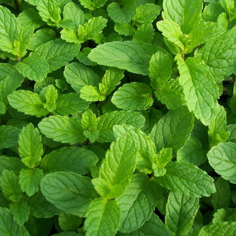 Nane Tohumu (Tıbbi Aromatik - Çok Yıllık)