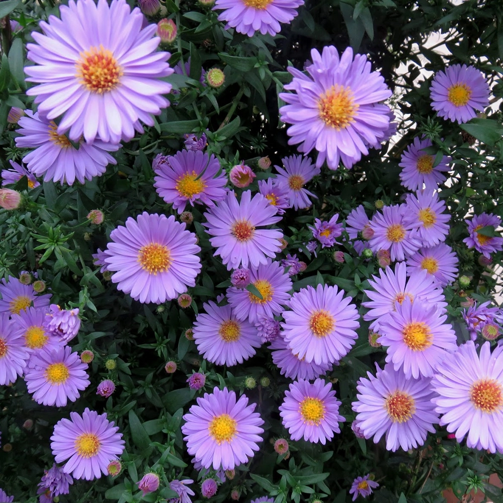 Aster Çiçeği Tohumu (Yıldızpatı - Kesme Çiçek)