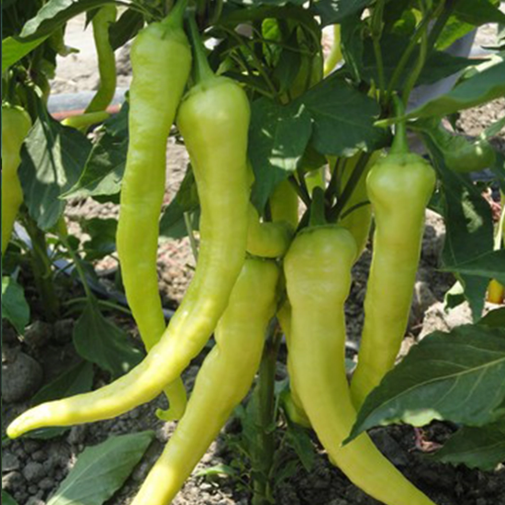 Çorbacı Sarı Sivri Biber Tohumu (Turşuluk - Tatlı)