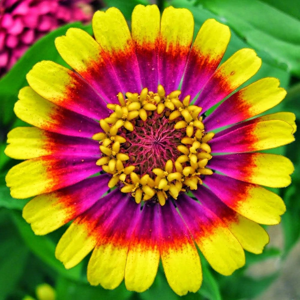Zinnia Tohumu (Kirli Hanım Çiçeği - Rengarenk)