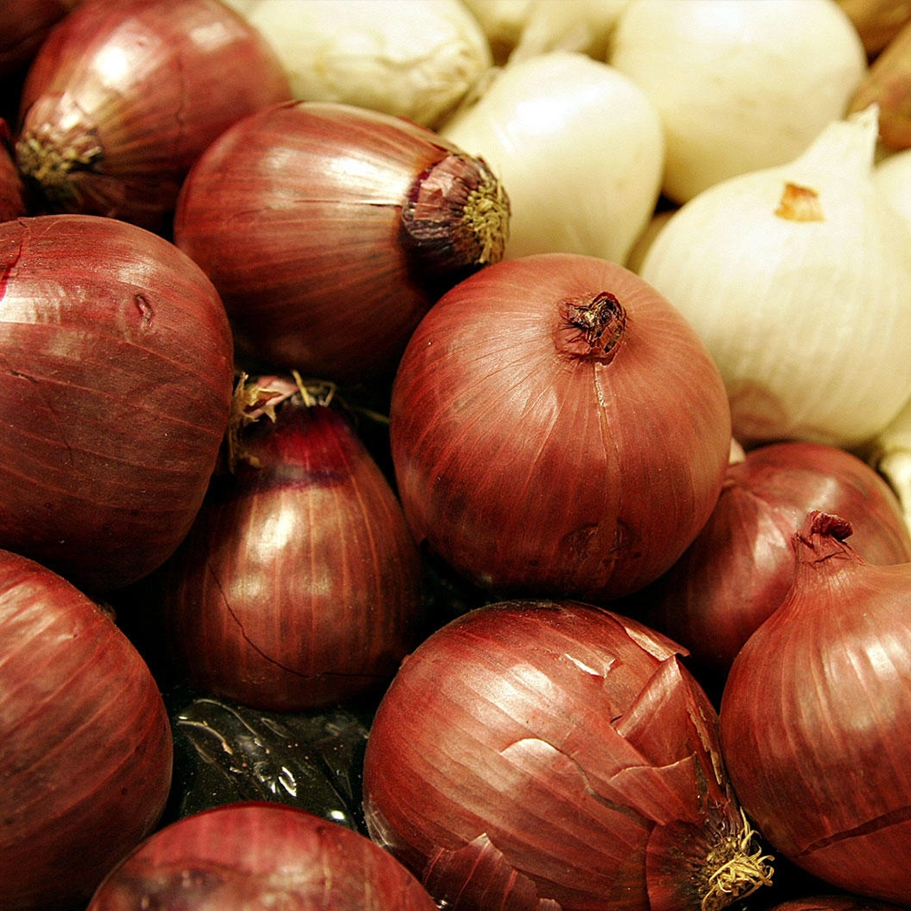 Banka Soğan Tohumu (Sarı - Depoluk)