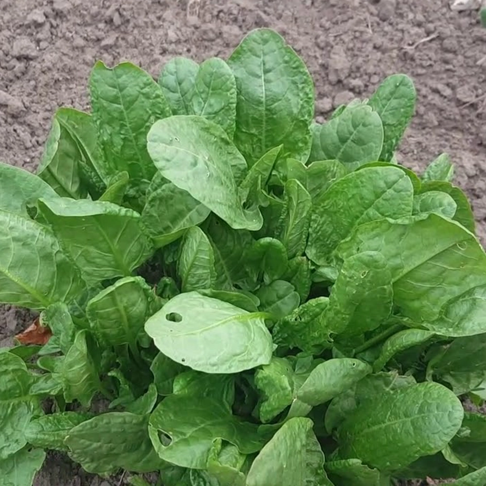 Ekşi Otu (Kuzukulağı) Tohumu
