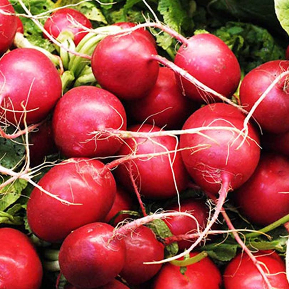 Fındık Turp Tohumu (Kırmızı Küçük)