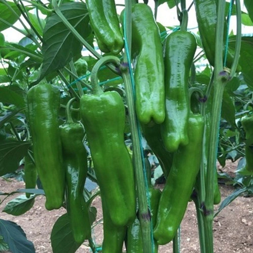 Mazamort Üçburun Biber Tohumu (Köy Tipi - Tatlı)