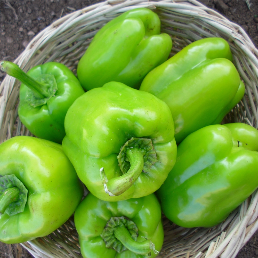 Kandil Dolma Biber Tohumu (İnce Kabuklu - Tatlı)