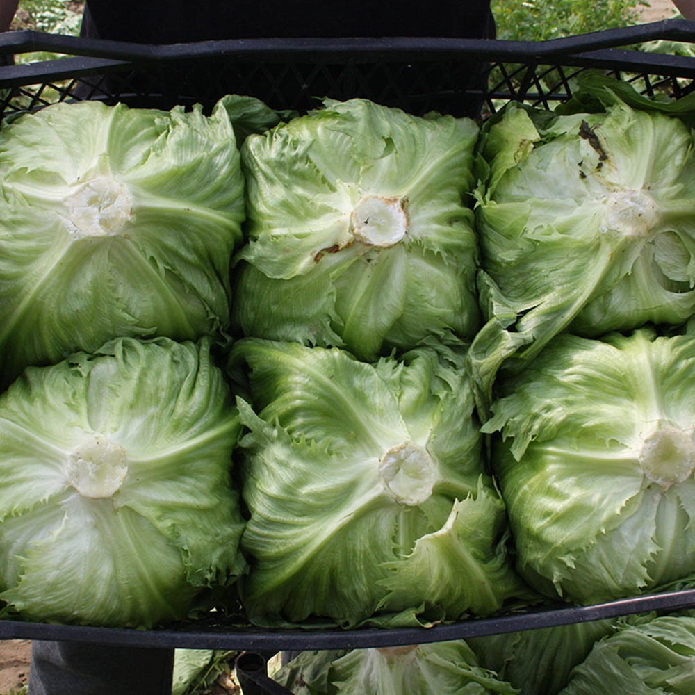 Iceberg Marul Tohumu (Atom - Çıtır Göbek)