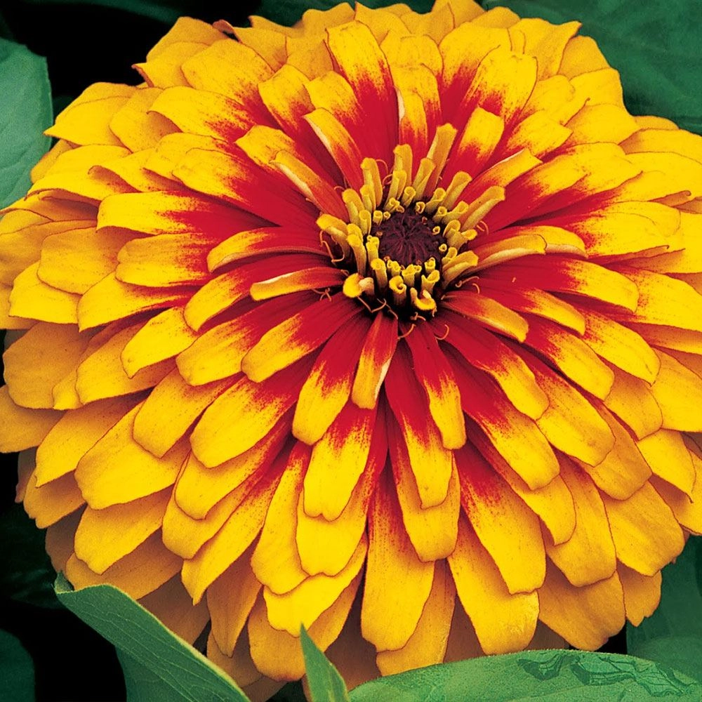 Zinnia Tohumu (Kirli Hanım Çiçeği - Rengarenk)