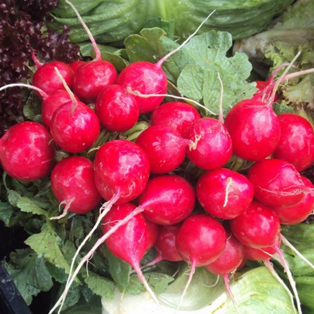 Fındık Turp Tohumu (Kırmızı Küçük)