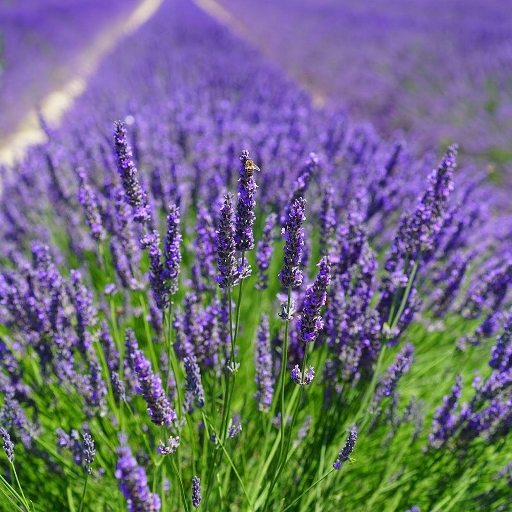 Lavanta Tohumu (Tıbbi Aromatik - Çok Yıllık)