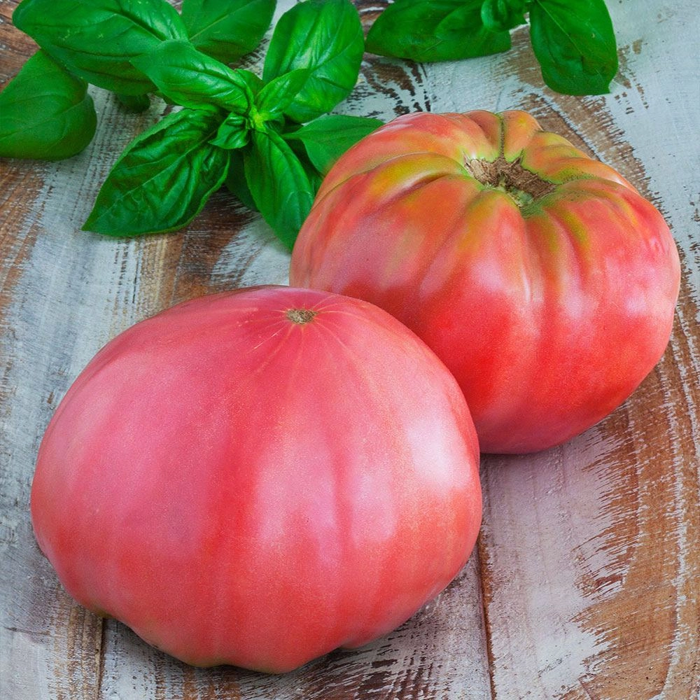 Pembe Köy Domatesi Tohumu