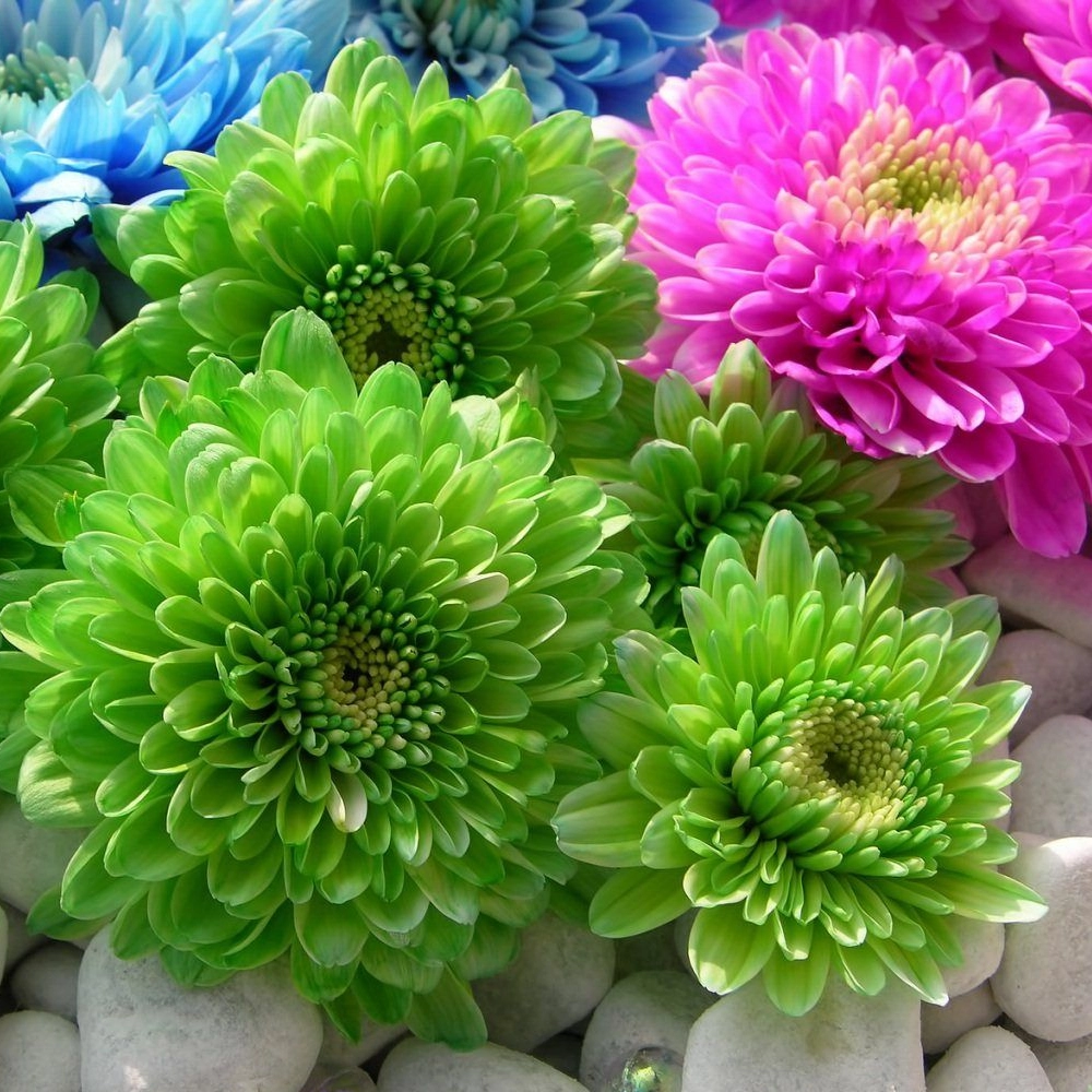 Aster Çiçeği Tohumu (Yıldızpatı - Kesme Çiçek)