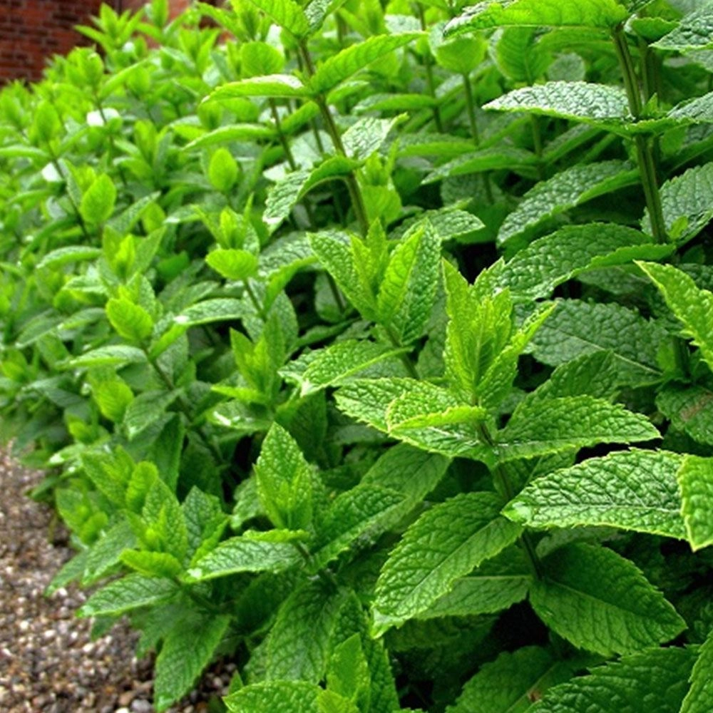 Nane Tohumu (Tıbbi Aromatik - Çok Yıllık)