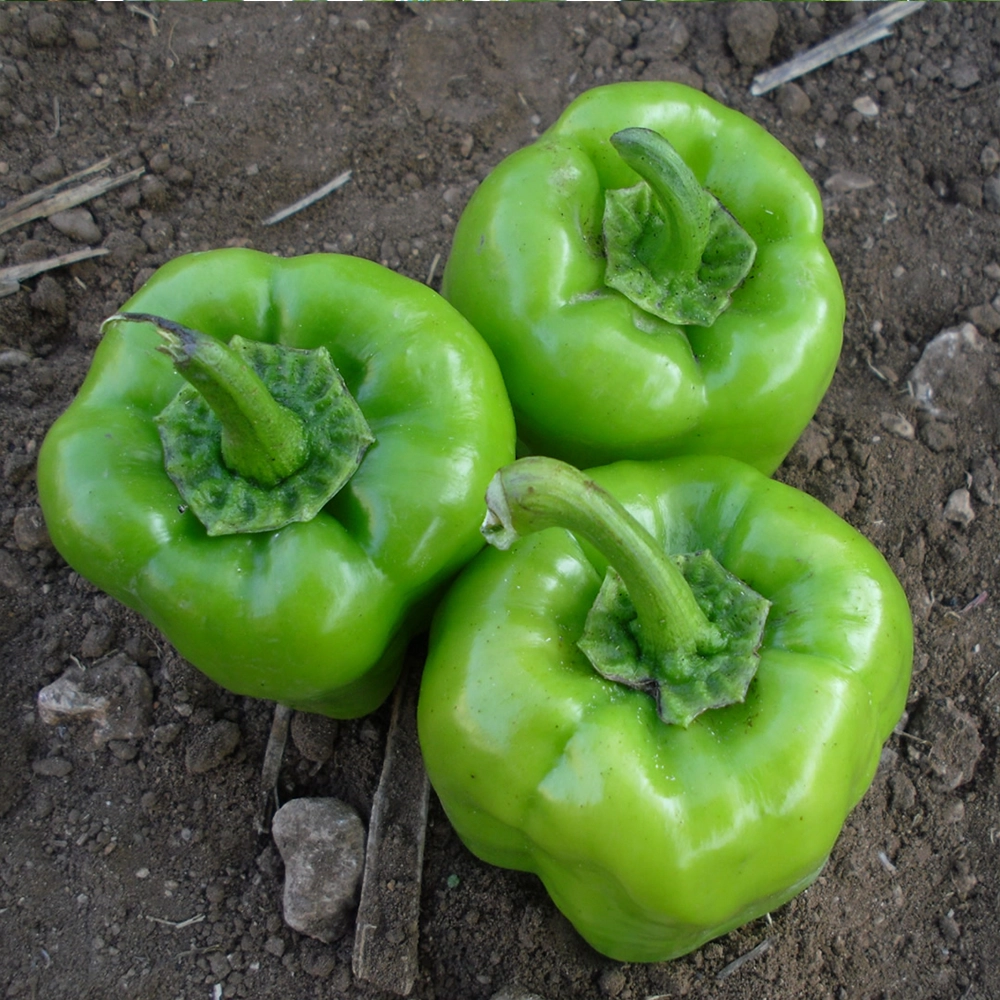 Kandil Dolma Biber Tohumu (İnce Kabuklu - Tatlı)
