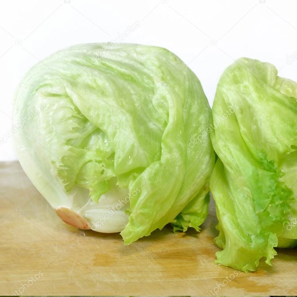 Iceberg Marul Tohumu (Atom - Çıtır Göbek)