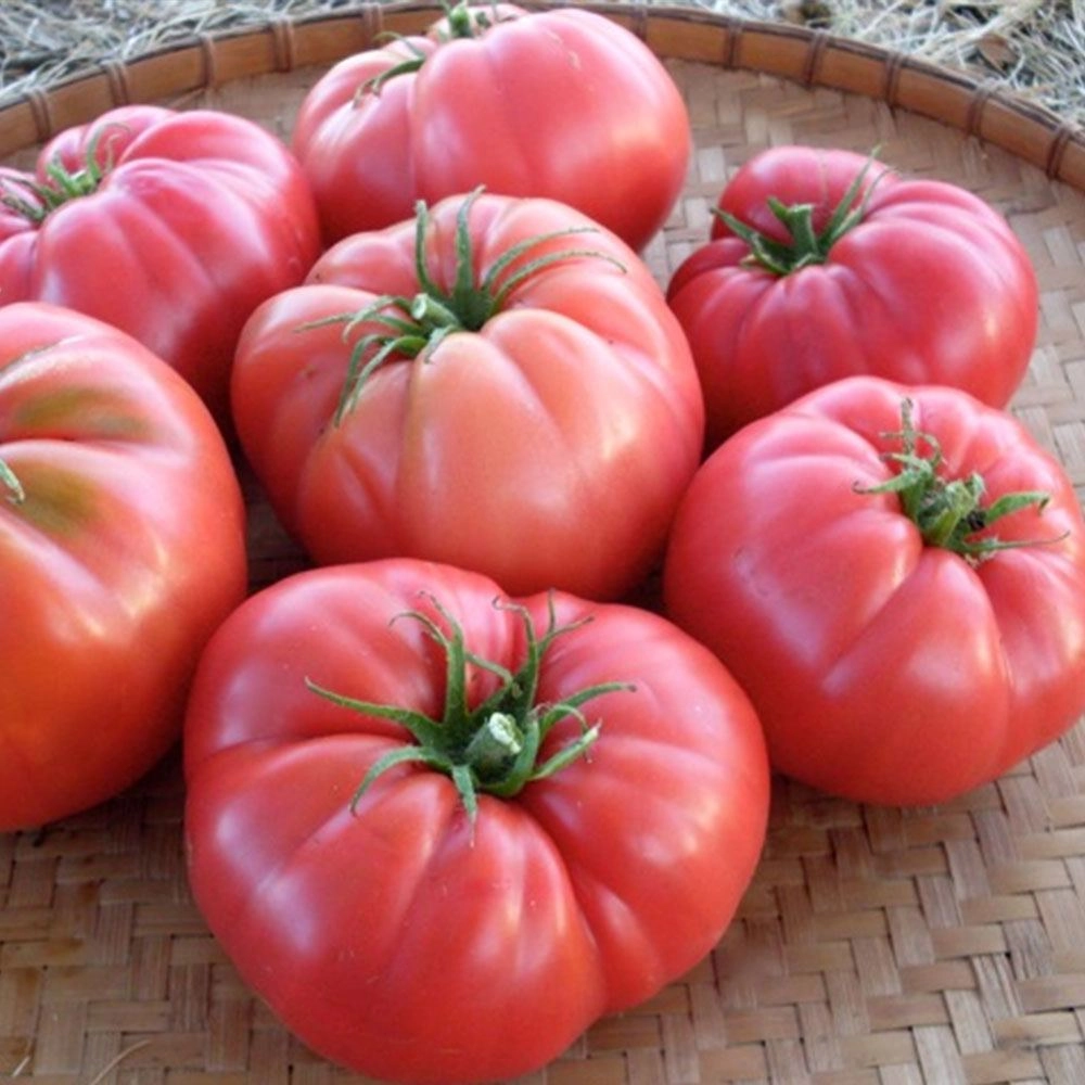 Pembe Köy Domatesi Tohumu