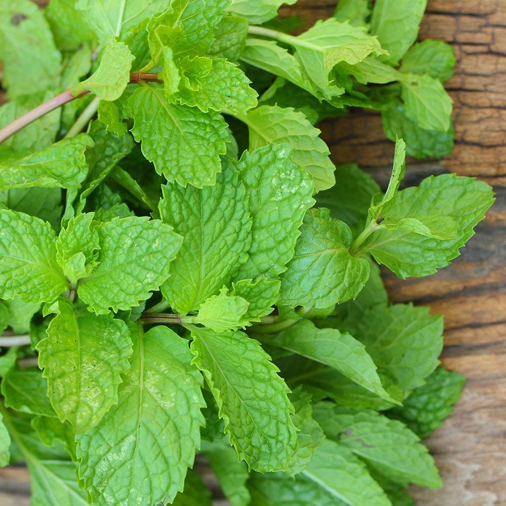 Nane Tohumu (Tıbbi Aromatik - Çok Yıllık)