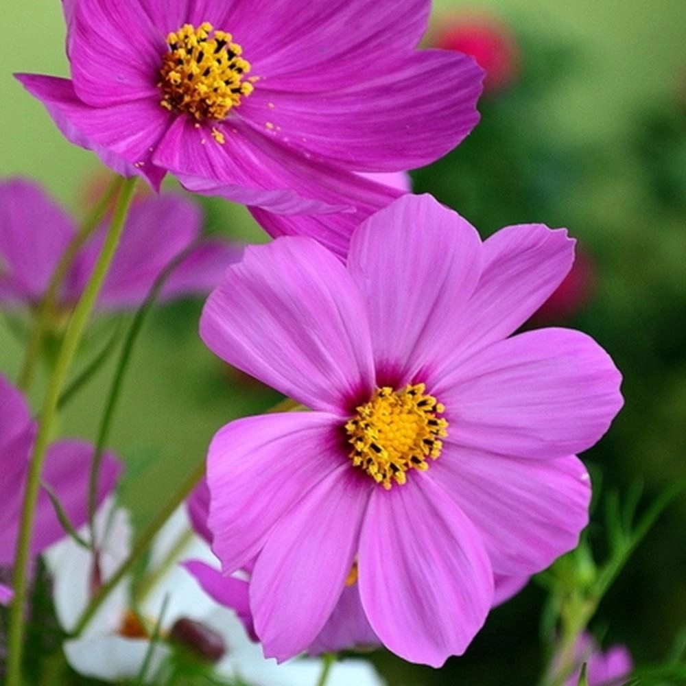 Aster Çiçeği Tohumu (Yıldızpatı - Kesme Çiçek)