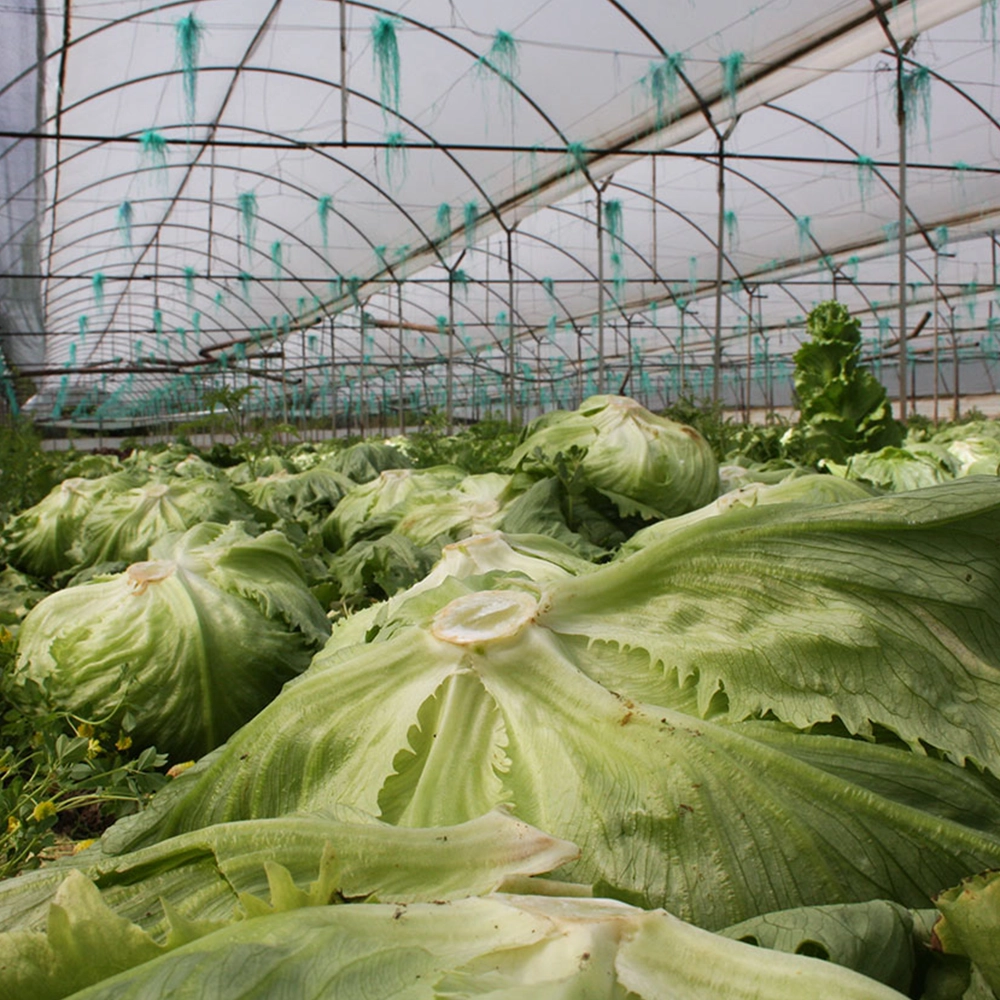 Iceberg Marul Tohumu (Atom - Çıtır Göbek)