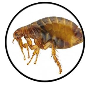Tetracon 50 EC Kokulu  (Pire ve Kene İçin Kesin Çözüm - Sert Etki)