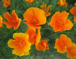 Akgen Acem Lalesi (California Poppy) Çiçek Tohumu