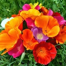 Akgen Acem Lalesi (California Poppy) Çiçek Tohumu