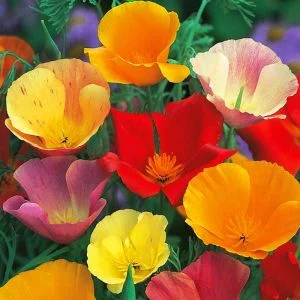Akgen Acem Lalesi (California Poppy) Çiçek Tohumu