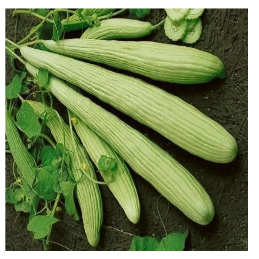 Green South Acur Hita (Ömerci) Tohumu - Geleneksel Lezzet